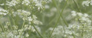 cow parsley