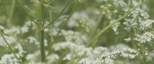 cow parsley